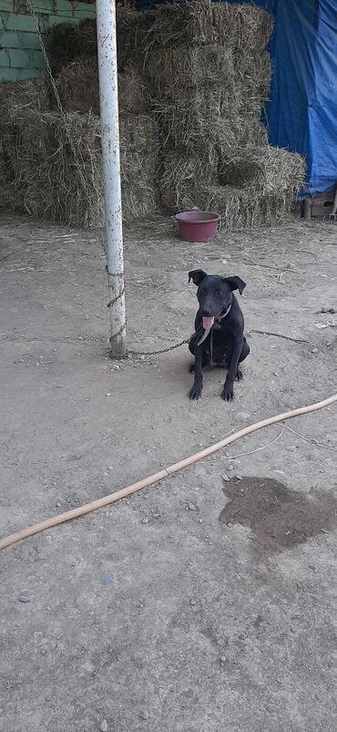 gencede it satisi: Doberman, 7 ay, Dişi, Peyvəndli, Ünvandan götürmə