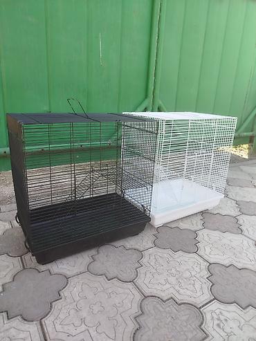 Крысы: Продам маленьких крысят Дамбо декоративные рексы ручные домашние. Есть — 15