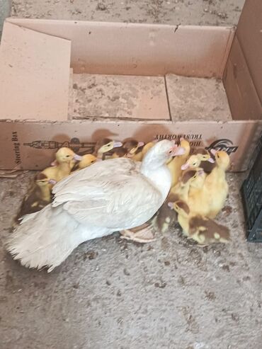 продаю музоо торпок корова самка бык самец айрширская ангус алатауская на забой для разведения на откорм племенные нетель привязанные: Продаю уточку с утятами 15 штук