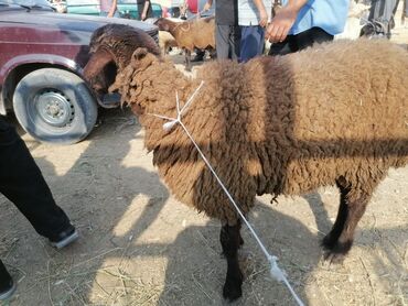 Коровы, быки: Самец, лет: 1