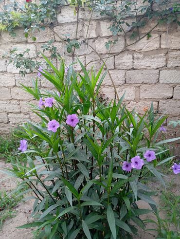 Günlük kirayə evlər: 160 kv. m, 3 otaqlı — 18