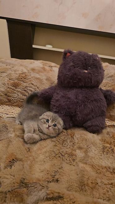 Pişiklər: Şotland — 6