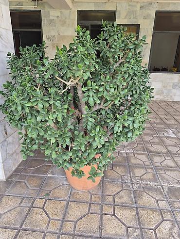 ağac gülləri: Böyük ölçülü qablı şirəli bitki – “Pul ağacı” (Crassula ovata) более — 1
