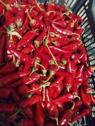 Продукты питания: Перец Горький — 1