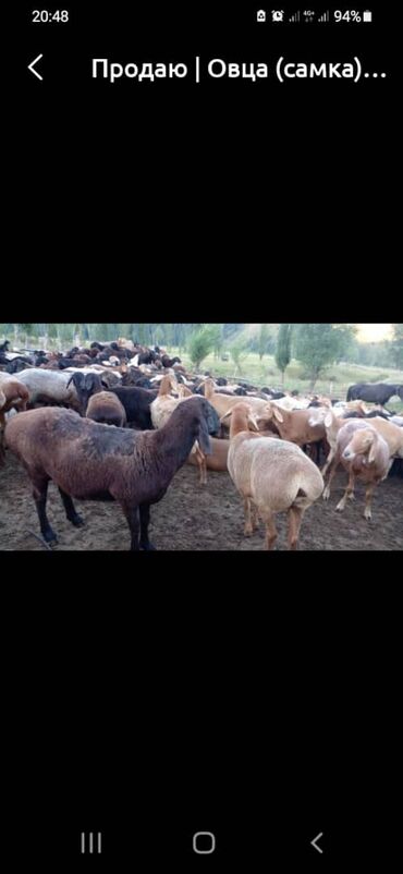 Вакансии: Требуется Пастух, Оплата Ежемесячно, Питание
