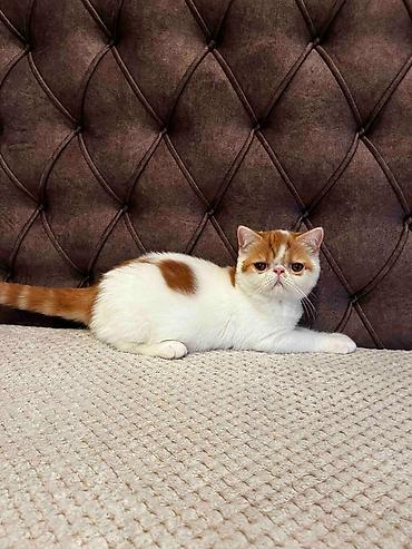 Mačke: Na prodaju egzotični kratkodlaki mačići (Exotic Shorthair) — 9
