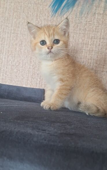кошки в добрые руки: Tabbi gold chinchilla dişi 250 erkək 200 real alıcı narahat etsin