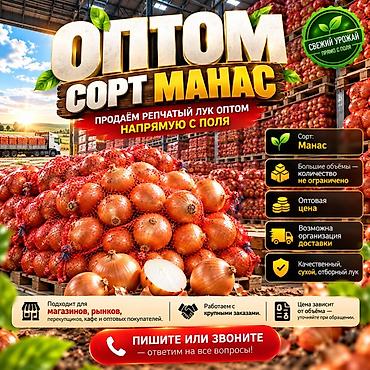 продать картошку оптом: Лук Оптом — 1