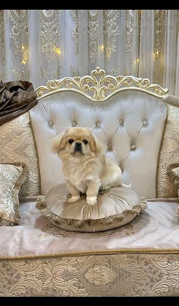 pulsuz itlerin verilmesi: Pekines, 2 il, Erkək, Cütləşmə üçün — 1