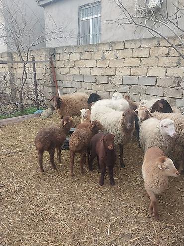 Qoyunlar, qoçlar: 400 manatda 750 manata kimi var — 8