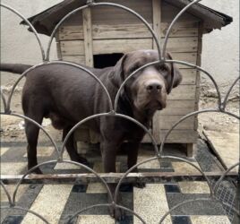 швейцарская овчарка: Продаю собачку. Порода:Лабрадор мальчик возраст: 2 года знает