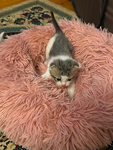 Pişiklər: Yaxşı əllərə — 9