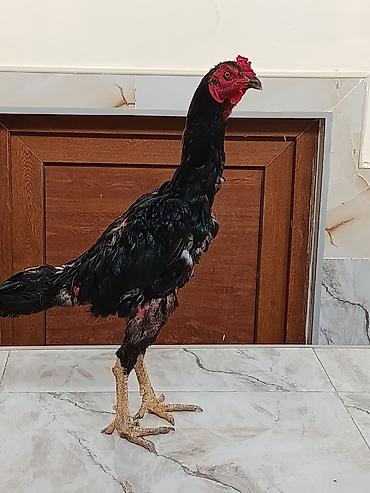 lohman white: Qara cavan heyvandi tuleyden çixir luboy tayini getir yoxla Cox aktif — 4