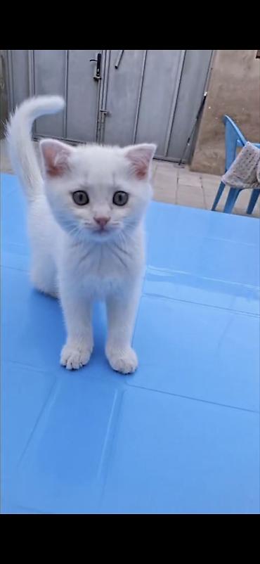 pişik eşyalari: Erkək — 2