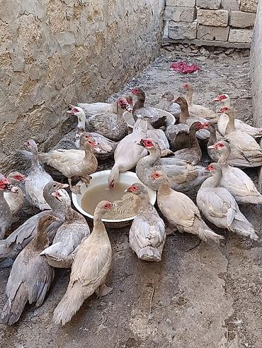 Əlaqə üçün vatsapa yazın. mirvari ördəklər və yerli zümrüdülər