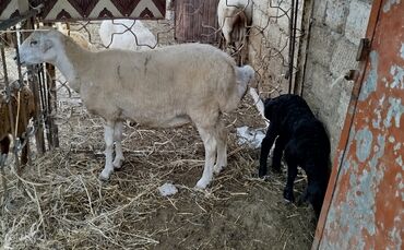 Inəklər, öküzlər: Dişi, il: 3, 60 kq, Damazlıq, Ünvandan götürmə
