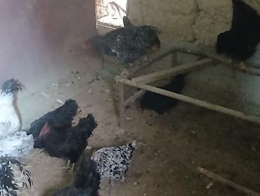 Куры, петухи: Продаю | Куры | Домашняя | Несушки at lalafo.kg — 3 Куры, петухи: Продаю | Куры | Домашняя | Несушки — 3