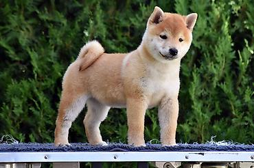Psi: NEW "MINMIGORA' S" litter "Minmigora' s" Shiba Inu kennel present new — 3