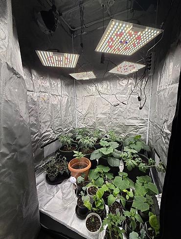 Bitki torpaqları: GROWBOKS Tam Dəst – indoor əkim üçün komplekt işlənmişdir Dəstın — 2
