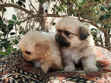 İtlər: Pekines — 2