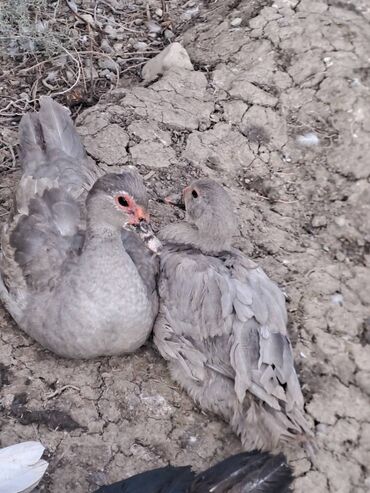 Ördəklər: Lal ördəklər satılır topdan 17 azn .Tək tək qiymətlər — 25