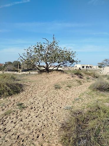 bulbule qesebesi: 12 sot, Tikinti, Maklerlər narahat etməsin, Kupça (Çıxarış) — 8