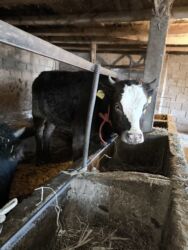 алабай щенок цена: Продаю | Тёлка | На откорм, На забой | Отела не было