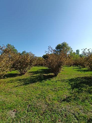 Torpaq sahələrinin satışı: Kənd təsərrüfatı — 4