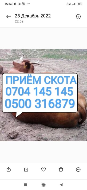 продажа скота: Куплю | Коровы, быки, Лошади, кони, Другие с/х животные | Круглосуточно, Любое состояние, Забитый