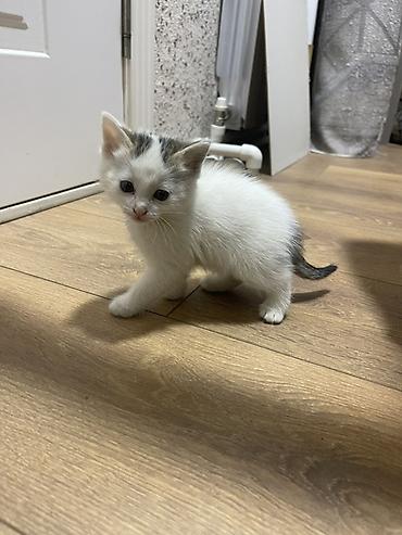 Продажа кошек: Котята, домашние. На фото — два малыша: - Тигрово-полосатый с белыми — 5