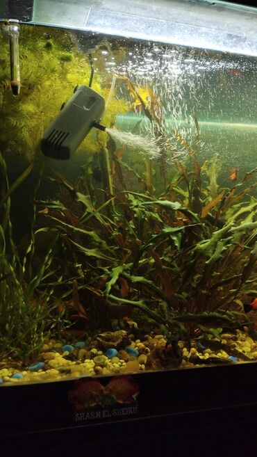 рагатка для рыба: Продаю гуппи и аквариумные растения ( роголистник, валлиснерия простая