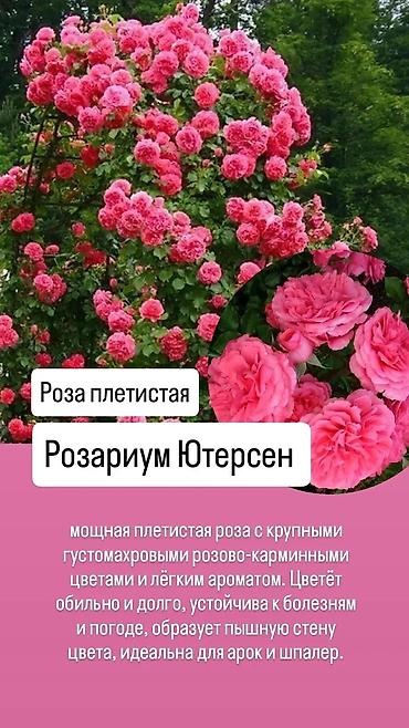 сколько стоит 101 роза в кыргызстане: Саженцы Платная доставка — 8