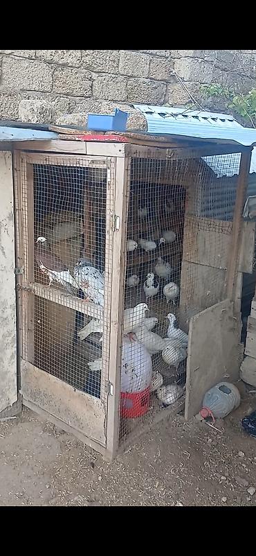 goyercin satişi baki: Salam Alekum Dam və Goyercinler tergizilir deye tecili satilir — 1