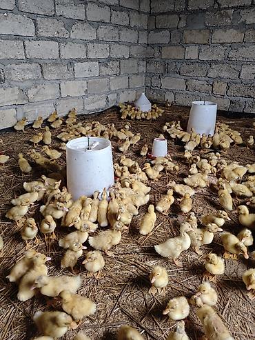 Ördəklər: Məhsul: Ördək balaları (cücələr) Təsvir: - Şəkillərdə böyük sayda — 9