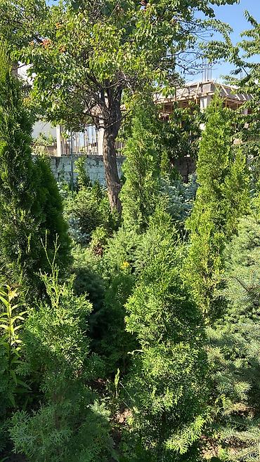 Туя: Продаются декоративные хвойные растения 🌿🌲 -туи от 80 до 300см -ели от — 13