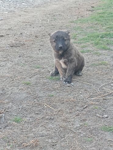 İtlər: Kanqal, 1 ay, Erkek, Peyvəndli, Ünvandan götürmə