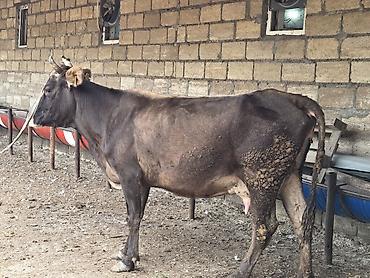 Dana, buzov: Satilir.yani balali. damazliq ücün cox gözel heyvandi.balasi — 4