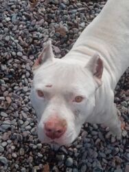 Продажа собак: Срочно! Собака среднего размера, прямые стоячие уши, компактное — 6