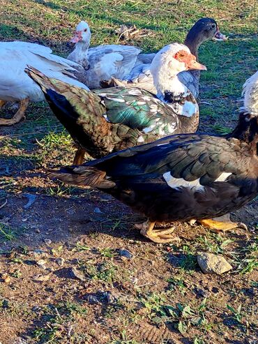 Ördəklər: Dişi, | Lal ördək, Macar, Damazlıq, Ünvandan götürmə, Ödənişli çatdırılma — 4