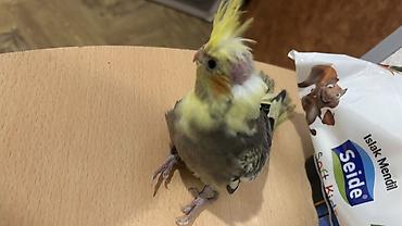 Quşlar: Nymph paraket (cockatiel) – sarı çəlpaq və boz-qara naxışlı tüklər — 2