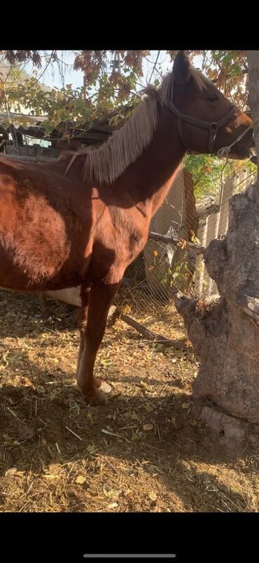 дом для кош: Сатам | Тай | Дончак | Көбөйтүү үчүн, Жумушка | Асыл тукумдуу