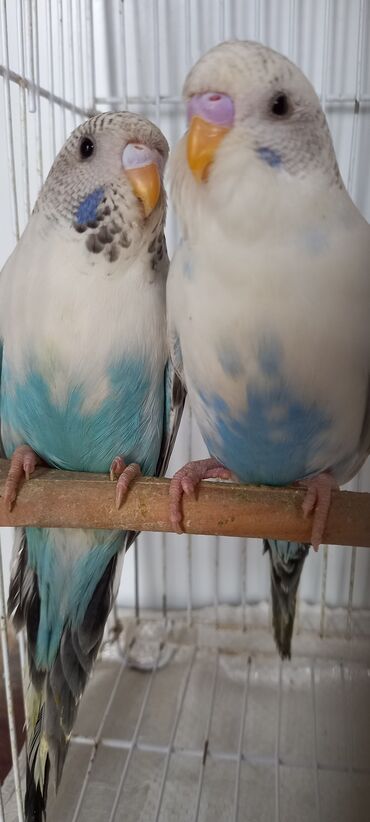 Tutuquşları: Cox gozel texas cinsi tutuquslar satilir bunlar ele bele valnist deyil — 2