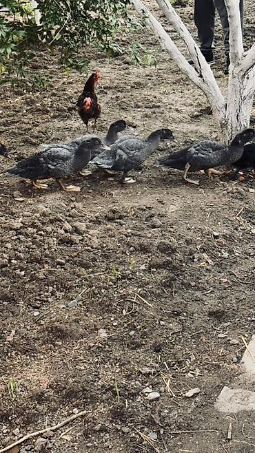 lal ordek balasi: Muscovy ördək balaları (barbariska) – təsərrüfatda böyüdülmüş, aktiv — 4