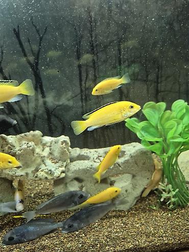 Рыбы: Продаю подростков Лабидохромис Еллоу (3-4 см) Labidochromis Yellow - — 5