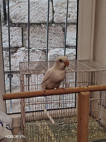 amadinlər: Ağ fişer balası satılır. Yarı ruçnoydur – əldən yem yeyir, insanla — 2