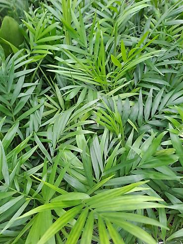 Ostale kućne biljke: Palma Shamadorea sa prve tri slike je 800, Chlorophytum sa cetvrte je — 1