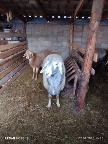 Бараны, овцы: Продаю | Баран (самец) | Для разведения | Племенные — 9