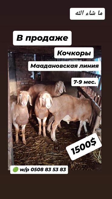 бараны в канте: Продаю | Баран (самец) | Арашан | Для разведения | Племенные, Осеменитель