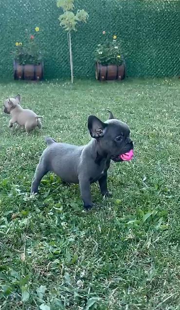 lepi psi: Francuski buldog štenci egzoticnih boja veseli umiljati strucno — 6