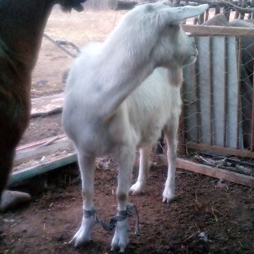 Козы, козлы: Продаю | Коза (самка) | Для разведения | Племенные — 10